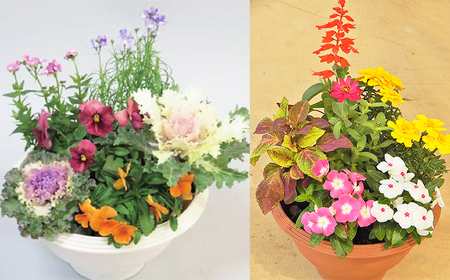 品種おまかせ 季節の花  寄せ植え 24ポット 花 