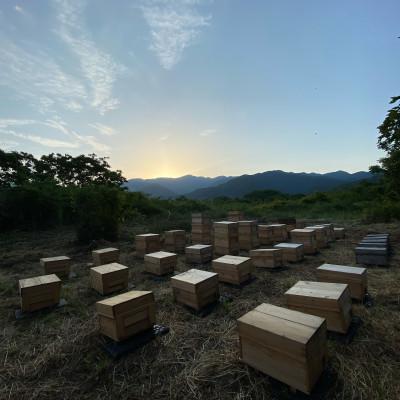 ふるさと納税 西条市 愛媛県西条市産　石鎚養蜂の「百花はちみつ」2個セット　(れんげ・ヘアリーベッチ) |  | 02