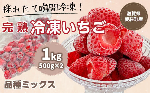 【採れたて瞬間冷凍！】滋賀県愛荘町産 冷凍いちご 1kg（500g×2）品種ミックス  有機 有機肥料 冷凍 いちご 紅ほっぺ よつぼし みおしずく あまえくぼ  2025年4・5・6月より準備が整い次第順次出荷 BJ05