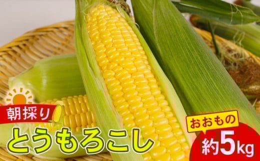 とうきび とうもろこし おおもの 約5kg 国産 銚子産 朝採れ 朝採り 先行予約 産地直送 野菜 夏野菜 新鮮 冷蔵 甘い ジューシー 生 大容量 焼きとうもろこし 天ぷら スープ コーン BBQ キャンプ お取り寄せ おやつ デザート 旬 スイートコーン toumorokosi なんばん なんば 送料無料 ふるさと納税 千葉県 銚子市 サンズファーム 【令和8年7月上旬～8月上旬頃発送予定】