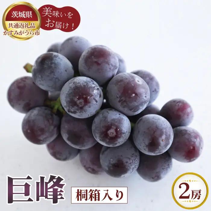 【先行予約】巨峰　桐箱入り2房【茨城県共通返礼品 かすみがうら市】 No.315