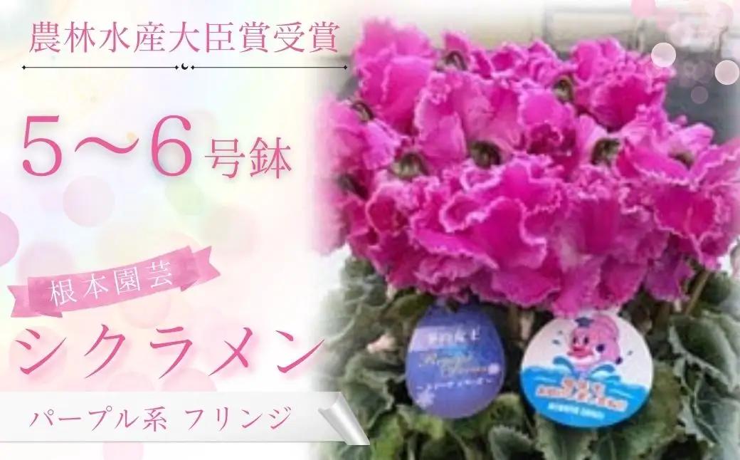 【先行予約】シクラメン パープル系フリンジ 5号鉢 根本園芸 | シクラメン 農林水産大臣賞