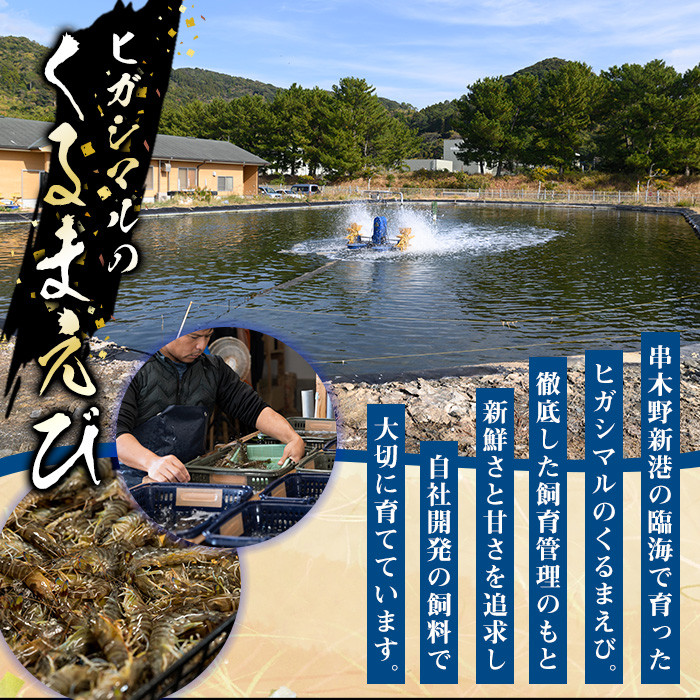 冷凍クルマエビ 計500g(25g×10尾×2袋) 国産 九州産 鹿児島 特産品 特産 車海老 くるまえび 活き車えび 車えび 海鮮 魚介 鍋 お鍋 塩焼き 串焼き バーベキュー BBQ エビフライ 