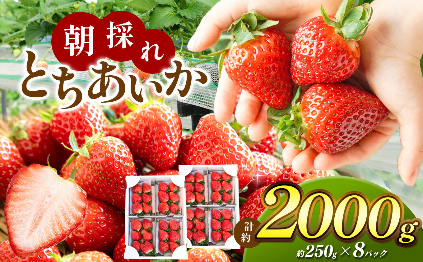 
            【2026年先行予約】朝採れ鮮度抜群！甘く熟した完熟いちご！ 真岡市 栃木県 送料無料
          