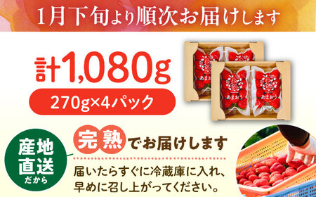 【2025年1月下旬-3月下旬発送】ココロファーム の 濃厚あまおう 285g × 4P 約1,140g [先行予約] 《豊前市》【ココロファーム】[VAE022] 苺 いちご あまおう 福岡県産[V