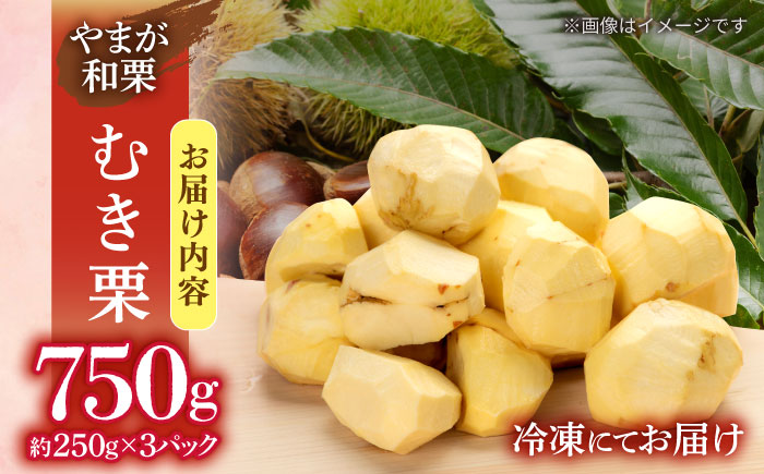 むき栗 約750ｇ（約250g×3pc） 【すみれファーム】 [ZEP064]