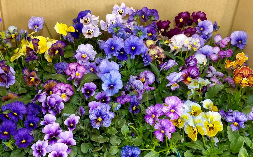 
                  オリジナルアンティークタイプのパンジービオラ 28鉢セット 花 ビオラ オリジナルビオラ 苗 ガーデニング 園芸 花色 インテリア 【 2026年11月下旬から2027年1月上旬迄発送予定 】
                