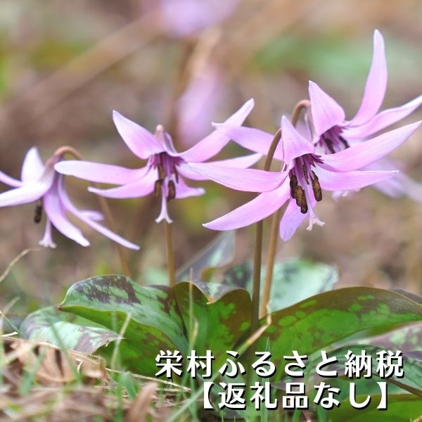 【ふるさと納税】長野県栄村への寄付（返礼品はありません）栄村の応援宜しくお願いいたします（1口1，000円単位でお申込みとなります）