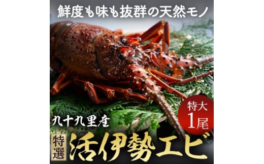 【先行予約 8/2〜発送開始】特選活伊勢エビ 1尾 (400～500g) 伊勢エビ 活 生 活き 活き〆 活き締め 活締め 伊勢海老 九十九里 九十九里産イセエビ エビ 特選 刺身 焼き物 味噌汁 ボイル エビフライ 生食用 魚介 新鮮 高級 人気 国産 天然 天然物 直送 お祝い ギフト お取り寄せ グルメ おすすめ 送料無料 冷蔵 ふるさと納税 千葉県 旭市 不動丸 fdm008