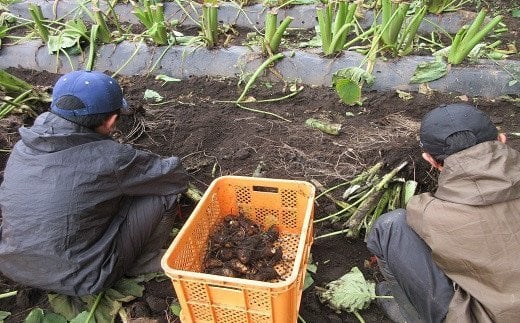 収穫作業の様子です
