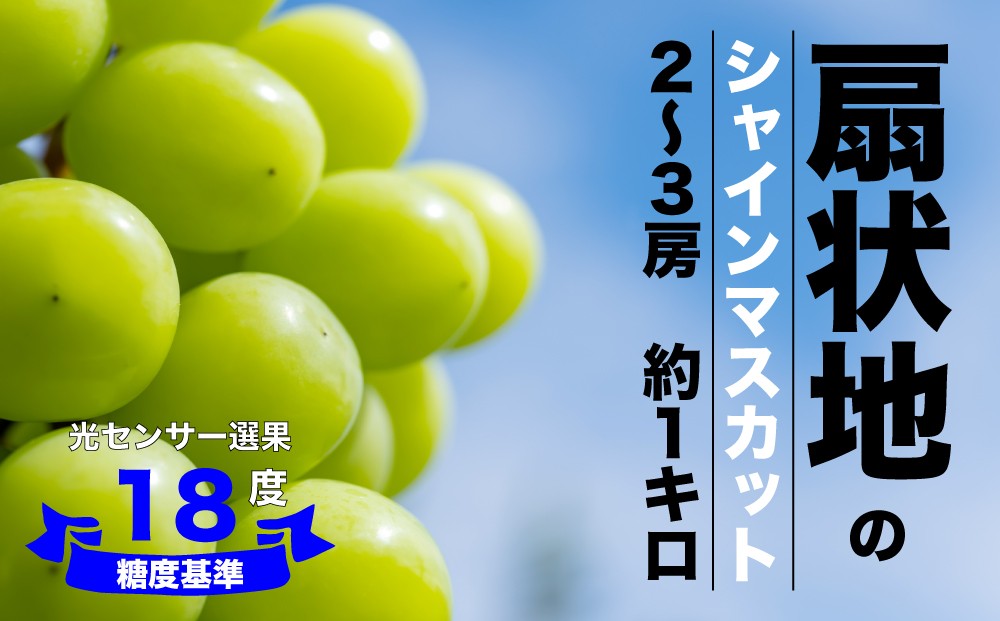 
                  2026年発送【糖度検査済】扇状地のシャインマスカット 2?3房 約1kg / 肥沃な大地と沢山の日光で育ったシャインマスカット【バイパス清果園】産地直送 山梨県 笛吹市 果物 くだもの フルーツ 新鮮 葡萄 ぶどう 贈答 人気 ギフト 糖度 保証 数量限定 期間限定 令和8年 先行予約 206-034
                