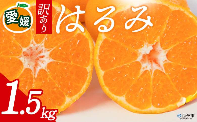 先行予約＜訳あり 愛媛県産 はるみ 合計約1.5kg＞ 『2027年2月以降順次出荷予定』ミヤモトオレンジガーデン 愛媛県 西予市