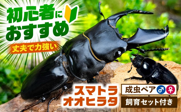 【配送不可地域：北海道・沖縄・離島】スマトラオオヒラタクワガタ成虫ペア（オスサイズ70mm〜90mm）飼育セット付き 愛西市 / 艶麗[AEDD003]