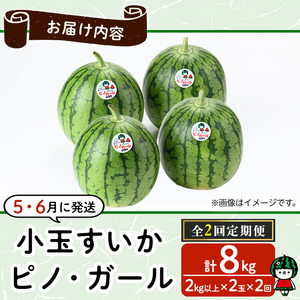 【0325001b】《2026年5月以降発送》＜定期便・全2回＞小玉すいか・ピノ・ガール(2玉×2回・計8kg以上) 果物 果実 フルーツ スイカ ピノガール 数量限定 期間限定 定期便 5月 6月 