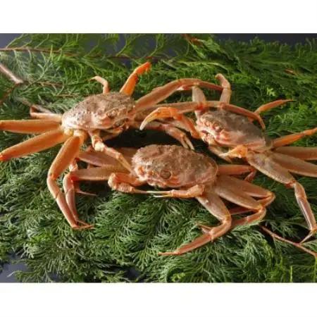 【先行予約】鳥取県産 活 親がに(セコガニ)200～230g×3杯 2026年11月発送【配送不可地域：離島・北海道・沖縄県・東北・信越、北陸】【1649376】