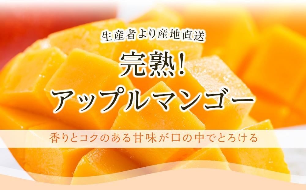 【2回定期便】完熟アップルマンゴー 1～2個 500g | 定期便 マンゴー フルーツ くだもの デザート 高評価 厳選 高級 ギフト 贈り物 人気 おすすめ アップルマンゴー 果物 食品 高知県 南