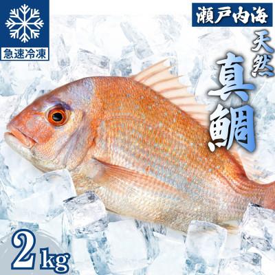 ふるさと納税 竹原市 瀬戸内 天然真鯛 丸ごと姿(うろこ・内臓除去済) 4〜6匹入り 合計2kg