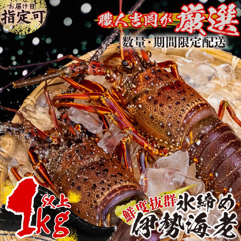 【ふるさと納税】 氷締め 伊勢海老 1kg 以上 冷凍 職人吉岡 えび エビ いせえび イセエビ 高級 鮮魚 海鮮 魚介 刺身 焼き物 汁物 鍋 ギフト 贈答 贈り物 お祝い 歳暮 中元 節句 お節句 正月 お正月 高知県 須崎市 国産 贅沢 おつまみ 珍味 ふるさと納税伊勢海老