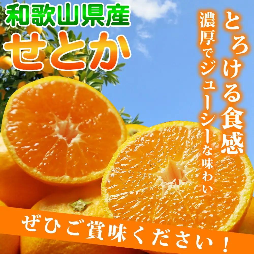 【2027年先行予約】とろける食感！ジューシー柑橘 せとか 2.5kg_G7349