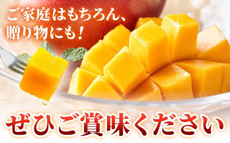 鹿児島県産 完熟マンゴー 化粧箱入り 約600g 祝迫果樹園《6月中旬-7月中旬頃出荷》鹿児島県 さつま町 マンゴー 果実 果物 くだもの フルーツ 果肉 果汁 高級 ご褒美 贅沢 グルメ---stm