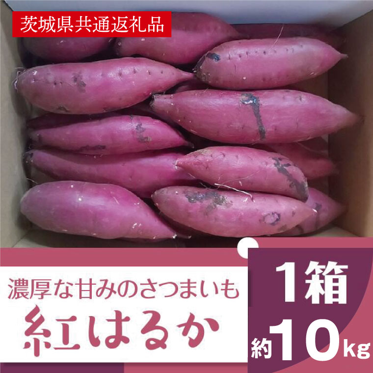 【ふるさと納税】【11月発送】濃厚な甘みさつまいも 紅はるか10kg（茨城県共通返礼品・行方市産）(AK202)