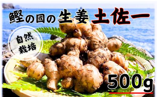 生姜 500g 国産 高知県 土佐 生 土付き 薬味 野菜 根菜 常温 スパイス スパイシー 辛み 辛い からい しょうが ショウガ ジンジャー ジンジャーエール シロップ お菓子 おかし 材料 生姜焼き しょうがやき しょうが焼き 漬物 ぽかぽか 自然栽培 農薬不使用 化学肥料不使用  薬味 野菜 やさい 自然 料理 生姜湯 アレンジ 新鮮 高知 中土佐町 潮と空農園 土佐一