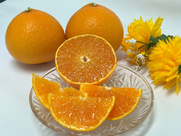 【2026年3月発送予定】愛果48号 2kg L～2Lサイズ 農園直送 みかん 愛媛 人気 数量限定 先行予約 柑橘 伊予市｜B169