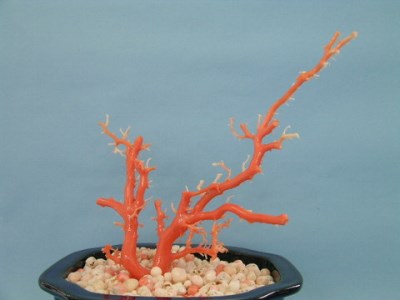 [027302]珊瑚職人館の珊瑚の原木・拝見・置物13