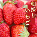 【ふるさと納税】 よかもんいちごの朝採りいちご 2024年12月中旬から2025年4月下旬 出荷予定