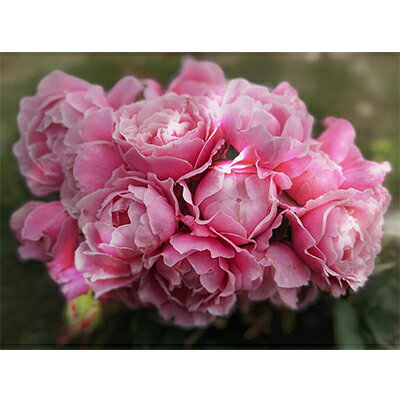 【ふるさと納税】Apple Rosesバラ苗『ストロベリー・スウィング』新苗育成苗6号ポット植え[52210685] 苗木 薔薇 フラワー 　お届け：2025年7月1日～2025年12月31日まで
