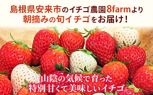 【先行予約】 かおり野 2パック 【 選べる品種 約290g×2パック かおりの イチゴ いちご 苺 ストロベリー 冷蔵 安来市産】【10-FA-10】 かおり野 2パック