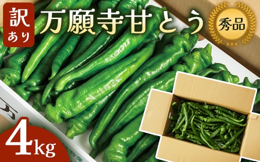 
                  【訳あり】 万願寺甘とう 秀品 4kg（長さ不揃い） / 野菜 詰め合わせ お土産 綾部市 / 京都丹の国農業協同組合［BSEJ006］
                