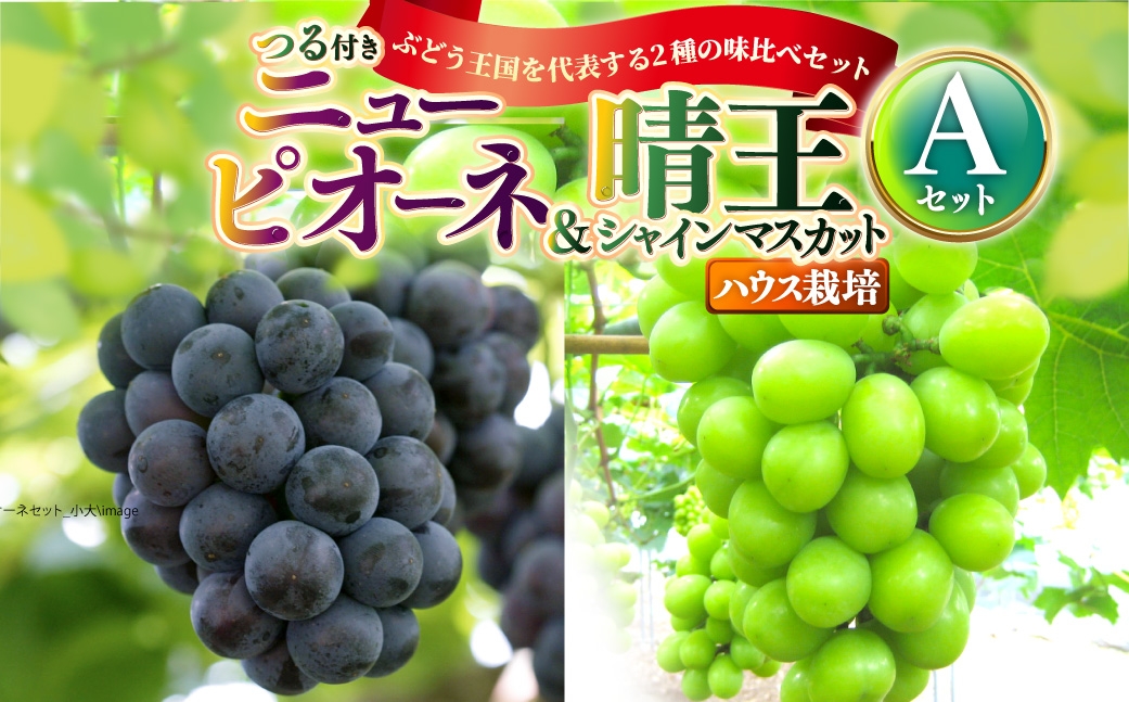 
                  つる付き！ニューピオーネ＆晴王 シャインマスカット Aセット ハウス栽培 食べ比べ ブドウ ぶどう 葡萄 果物 くだもの フルーツ 果実 マスカット 【 2026年7月上旬～8月上旬発送予定 】
                