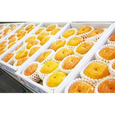 ふるさと納税 綾川町 一足早く味わえる甘柿　早秋柿(そうしゅうがき) [54010096] |  | 01