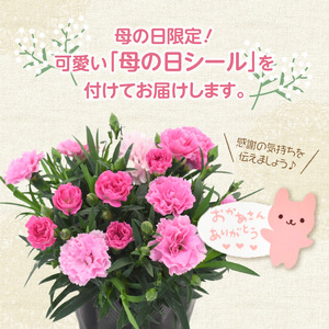 R07011-H 【母の日ギフト】カーネーションの鉢植え キリンのアニマルバスケット入り 鉢サイズ3号 寄せ植え ≪5月11日お届け≫