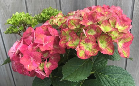 【先行予約】 アジサイ あじさい 紫陽花 マスカレード(変色・緑から赤)5号鉢 農林水産大臣賞受賞 母の日 根本園芸【10029】