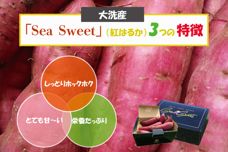  大洗産 さつまいも 紅はるか 2.5kg （8本前後） 「Sea Sweet」 長期熟成 茨城県産 サツマイモ 土付き 生芋 芋 さつま芋 薩摩芋 甘藷 べにはるか_CF002