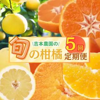 旬の柑橘定期便 年5回 柑橘 吉本農園 甘平 文旦 河内晩柑 愛媛みかん 宝紅まどんな