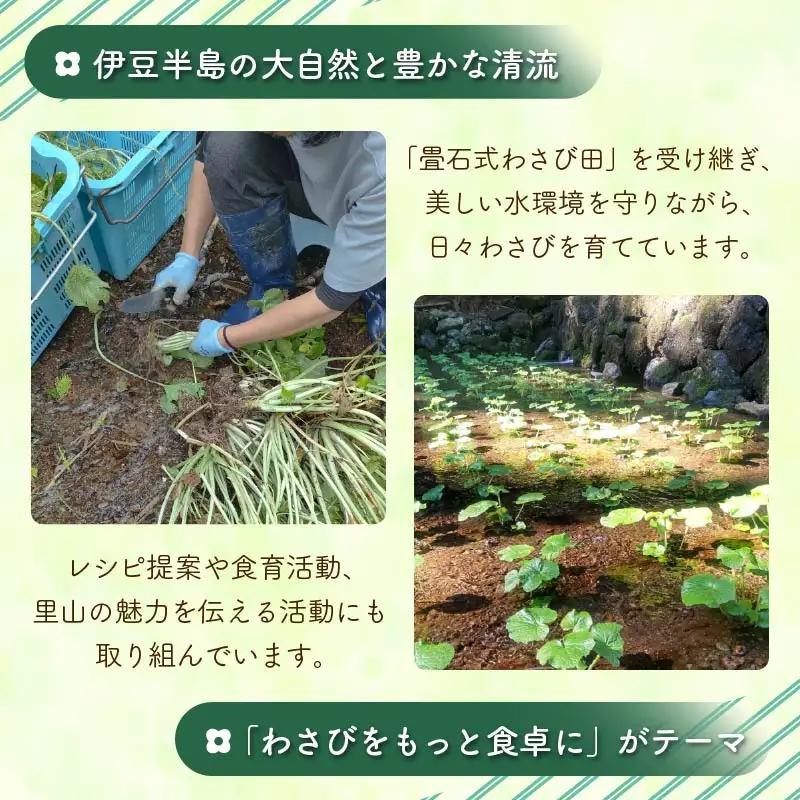 わさび 伊豆 下田 本わさび 2本 150g ワサビ