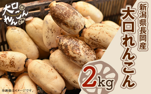 
                  75T-03【大口れんこん】新潟県長岡産レンコン2kg
                