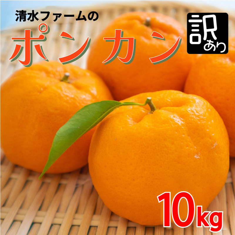 
                  先行予約 【訳あり】 ポンカン 10kg  みかん 蜜柑 オレンジ 柑橘 果物 フルーツ 甘い 糖度 規格外 傷 サイズミックス ビタミン 健康 美容 国産 愛媛 愛南町 清水ファーム 発送期間：2023年12月15日～
                