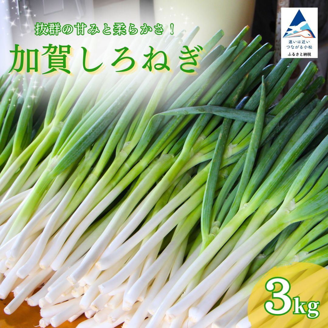 【ふるさと納税】 加賀 しろねぎ 3kg 白ねぎ 白ネギ 長ネギ ネギ ねぎ 葱 産地直送 直送 新鮮 3キロ 冷蔵 鍋 鍋物 すき焼き 焼き鳥 ねぎま 焼きねぎ スープ 味噌汁 薬味 | 石川県 小松市 JAあぐり ar001n00