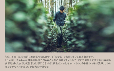 P55-30 原田茶園 特上煎茶ティーバッグ 艶花 64g 2袋（4g×8）×2 煎茶 八女茶 お茶 日本茶 お湯 水出し マイボトル アウトドア