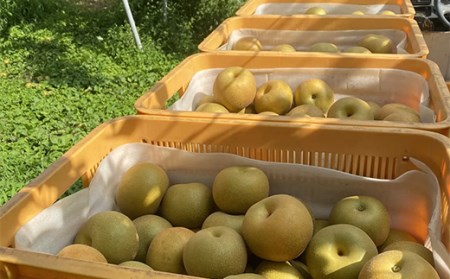 《2024年秋出荷》味が濃い梨 豊水5kg（8～14玉） F21R-855