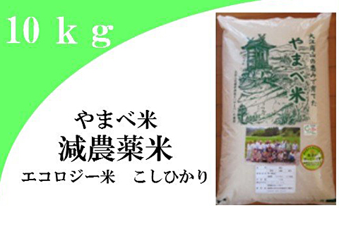 【無洗米】減農薬米（こしひかり100％）10kg【無洗米 10kg 先行予約 令和8年産 2026年産 コシヒカリ 島根県産 大田市産 米 お米 むせんまい エコロジー米 エコファーマー認定 減農薬 減化学肥料】