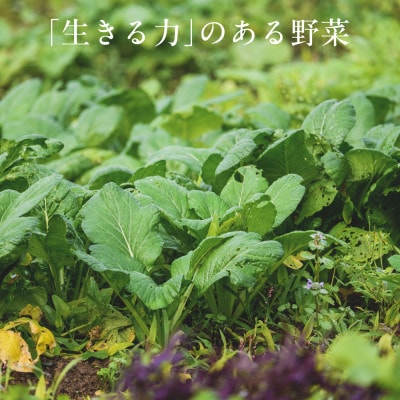 【毎月定期便】しあわせ野菜畑の有機野菜 Lセット (安心の有機JAS認証 オーガニック野菜)全3回【配送不可地域:離島・北海道・沖縄県・四国・九州】