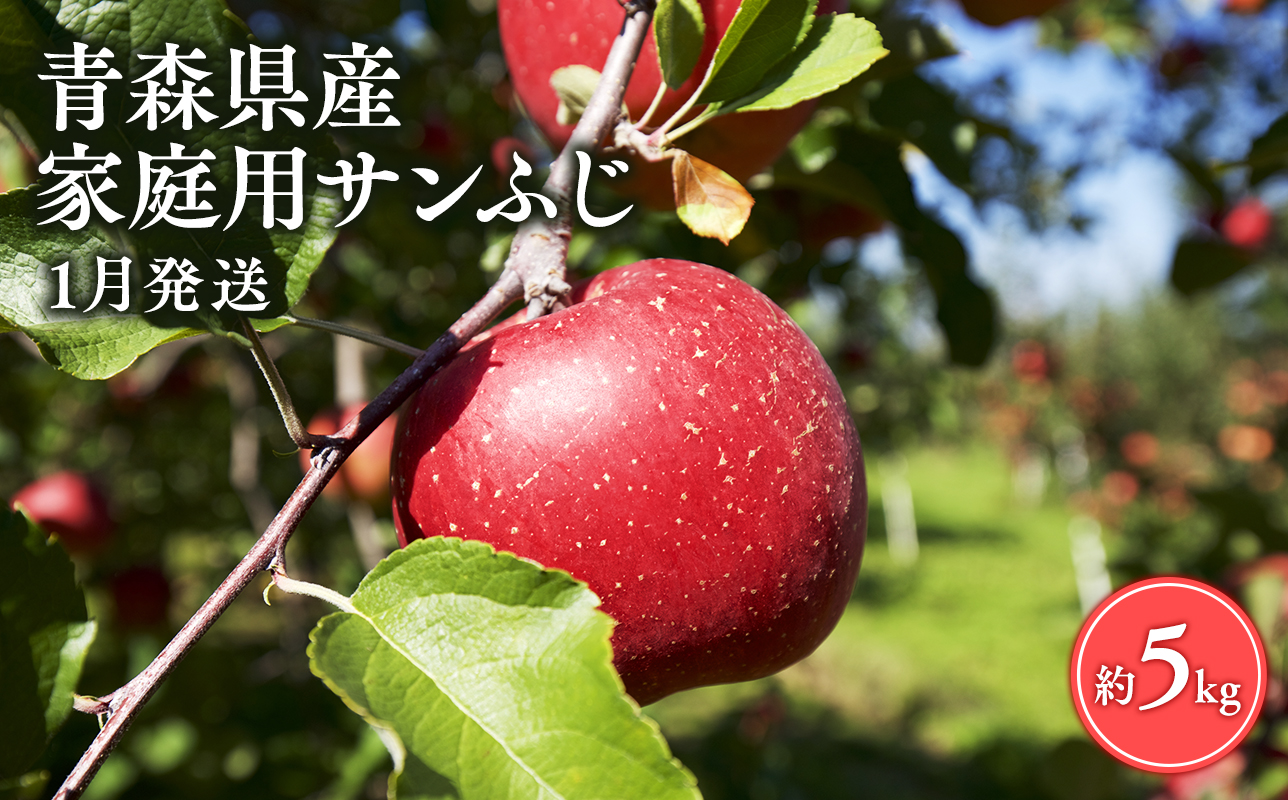  【1月発送】家庭用サンふじ5㎏【丸勝木村商店・青森りんご】