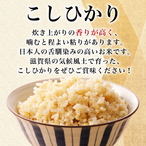 数量限定 先行予約 新米 コシヒカリ 10kg 玄米 玄米 玄米 玄米 玄米