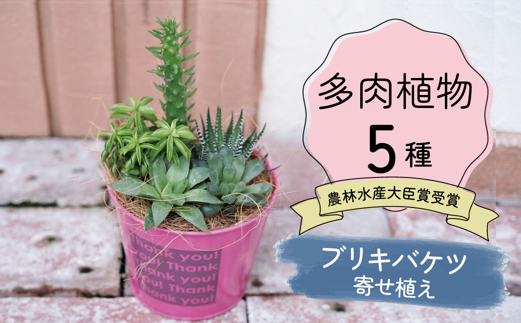 
            多肉植物５種【令和元年 農林水産大臣賞受賞】ブリキバケツ型室内用の鉢植えインテリア プレゼント ギフト 癒し  H195-003
          