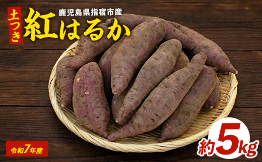 【2026年1月下旬頃～順次発送】糖度抜群 あま～い！紅はるか芋(土付き)約5kg(岡村商店/A-113)